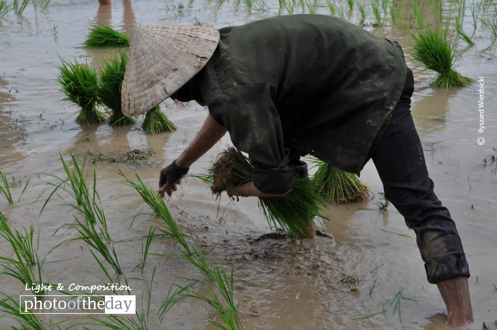 Planting Rice, by Ryszard Wierzbicki Planting Rice, by Ryszard Wierzbicki - Documentary Photography, Photojournalism, Rice Farming, Laos Photography, Ryszard Wierzbicki
