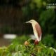 Indian Pond Heron, by Saniar Rahman Rahul Indian Pond Heron, by Saniar Rahman Rahul - Indian Pond Heron, Wildlife Photography, Bird Photography, Nature Photography, Photo of the Day