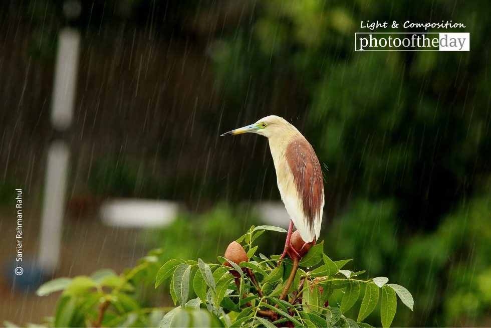Indian Pond Heron, by Saniar Rahman Rahul Indian Pond Heron, by Saniar Rahman Rahul - Indian Pond Heron, Wildlife Photography, Bird Photography, Nature Photography, Photo of the Day