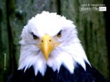 Eagle, by Tisha Clinkenbeard - Wildlife Photography, Eagle Photography, Photo of the Day, Award Winning Photography, Nature Photography
