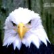 Eagle, by Tisha Clinkenbeard - Wildlife Photography, Eagle Photography, Photo of the Day, Award Winning Photography, Nature Photography