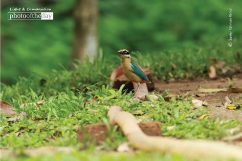 Indian Pitta, by Saniar Rahman Rahul - Wildlife Photography, Photo of the Day, Photography Awards, Nature Photography, Indian Pitta