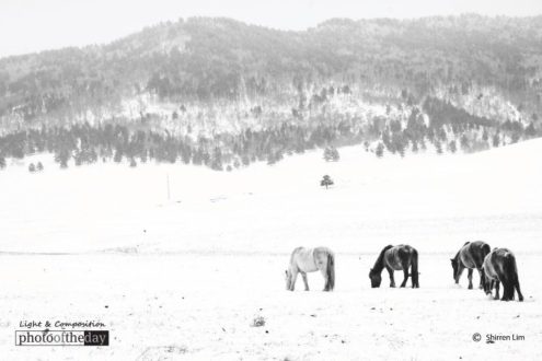 Mongolian High Country, by Shirren Lim - Travel Photography, Award Winning Photography, Photo of the Day, Shirren Lim, Mongolian Landscapes