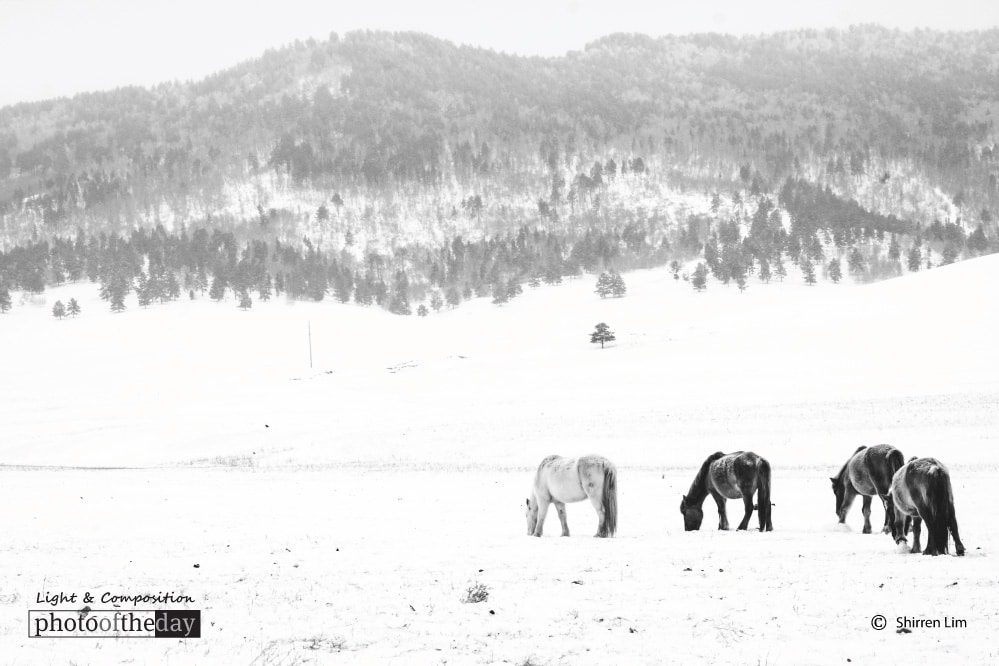 Mongolian High Country, by Shirren Lim Mongolian High Country, by Shirren Lim - Travel Photography, Award Winning Photography, Photo of the Day, Shirren Lim, Mongolian Landscapes