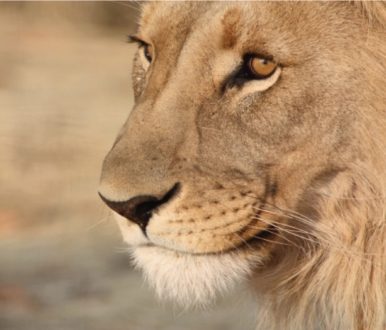 Contemplation, by Laurence Connor - Wildlife Photography, Photo of the Day, Photography Awards, Nature Photography, Art Photography