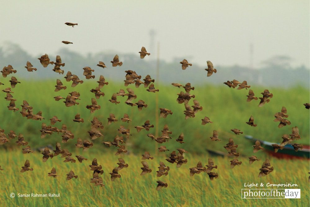 Black Breasted Baya Weaver, by Saniar Rahman Rahul - Wildlife Photography, Photo of the Day, Black-Breasted Baya Weaver, Photography Awards, Saniar Rahman Rahul