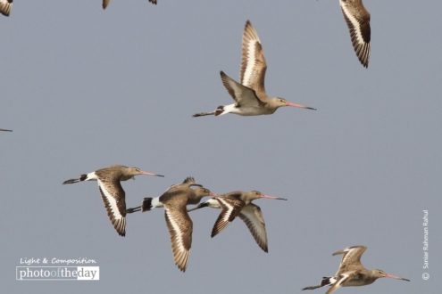 Black tailed Godwit, by Saniar Rahman Rahul - Wildlife Photography, Black-tailed Godwit, Photo of the Day, Nature Photography, Photography Awards
