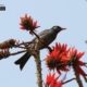 Black Bulbul, by Saniar Rahman Rahul Black Bulbul, by Saniar Rahman Rahul - Wildlife Photography, Photography Award, Black Bulbul, Photo of the Day, Light & Composition University