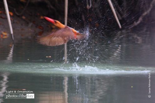 Brown-winged Kingfisher, by Saniar Rahman Rahul - Wildlife Photography, Brown-winged Kingfisher, Photo of the Day, Photography Awards,  Online Photography Courses