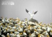 Wildlife Photography, Nature Photography, Photo of the Day, Northern Gannet, Claudio Bacinello – Northern Gannet, by Claudio Bacinello Northern Gannet, by Claudio Bacinello - Wildlife Photography, Nature Photography, Photo of the Day, Northern Gannet, Claudio Bacinello