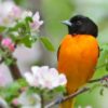 Oriole and Apple Blossoms, by Claudio Bacinello - Wildlife Photography, Nature Photography, Photography Awards, Claudio Bacinello, Oriole