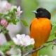Oriole and Apple Blossoms, by Claudio Bacinello - Wildlife Photography, Nature Photography, Photography Awards, Claudio Bacinello, Oriole