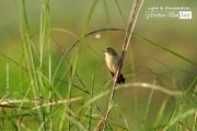 Wildlife Photography, Photo of the Day, Photography Awards, Nature Photography, Zitting Cisticola – The Zitting Cisticola, by Saniar Rahman Rahul The Zitting Cisticola, by Saniar Rahman Rahul - Wildlife Photography, Photo of the Day, Photography Awards, Nature Photography, Zitting Cisticola