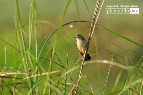 The Zitting Cisticola, by Saniar Rahman Rahul - Wildlife Photography, Photo of the Day, Photography Awards, Nature Photography, Zitting Cisticola