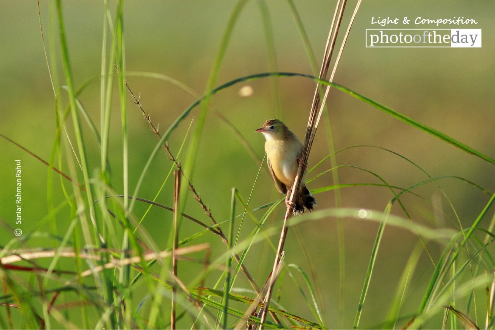 The Zitting Cisticola, by Saniar Rahman Rahul - Wildlife Photography, Photo of the Day, Photography Awards, Nature Photography, Zitting Cisticola