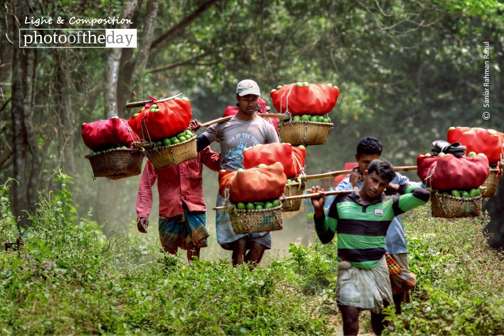 Lemon Farmers, by Saniar Rahman Rahul - Documentary Photography, Photojournalism, Photography Awards, Award Winning Photo,  Art Photography
