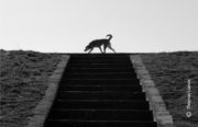 Street Photography, Photography Award, Photo of the Day, Photography, Award Winning Photo – Dog on Top of Stairs, by Thomas Lianos Dog on Top of Stairs, by Thomas Lianos - Street Photography, Photography Award, Photo of the Day, Photography, Award Winning Photo