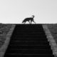 Dog on Top of Stairs, by Thomas Lianos Dog on Top of Stairs, by Thomas Lianos - Street Photography, Photography Award, Photo of the Day,  Photography,  Award Winning Photo