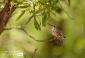 Hummingbird Photography, Wildlife Photography, Photo of the Day, Photography Awards, Online Photography Courses – Hummingbird, by Ana Encinas Hummingbird, by Ana Encinas - Hummingbird Photography, Wildlife Photography, Photo of the Day, Photography Awards, Online Photography Courses