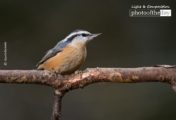 Wildlife Photography, Nature Photography, Red Breasted Nuthatch, Claudio Bacinello, Photo of the Day – Red Breasted Nuthatch, by Claudio Bacinello Red Breasted Nuthatch, by Claudio Bacinello - Wildlife Photography, Nature Photography, Red Breasted Nuthatch, Claudio Bacinello, Photo of the Day