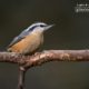 Red Breasted Nuthatch, by Claudio Bacinello - Wildlife Photography, Nature Photography, Red Breasted Nuthatch, Claudio Bacinello, Photo of the Day