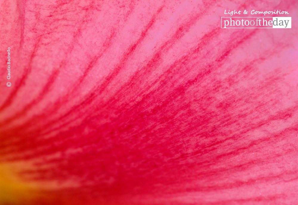 Spark of Life, by Claudio Bacinello Spark of Life, by Claudio Bacinello - Close-up Photography, Art Photography, Photo of the Day, Photography Awards, Online Photography Courses