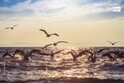 Pelicans, by Ana Encinas - Wildlife Photography, Photo of the Day, Photography Award, Pelicans, Ana Encinas