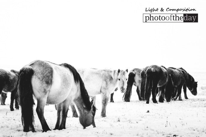 Spirit, by Shirren Lim Spirit, by Shirren Lim - Wildlife Photography, Photo of the Day, Photography Awards, Shirren Lim, Mongolia