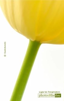 A Bright New Day, by Claudio Bacinello - Close-Up Photography, Photography Awards, Art Photography, Photo of the Day, Online Photography Courses