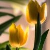 Mother's Day Tulip, by Zahraa Al Hassani - Photo of the Day, Close-up Photography, Photography Award, Art Photography, Tulip Photography