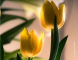 Mother's Day Tulip, by Zahraa Al Hassani - Photo of the Day, Close-up Photography, Photography Award, Art Photography, Tulip Photography