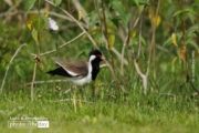 Red-wattled Lapwing, Wildlife Photography, Photo of the Day, Photography Awards, Nature Photography – Red-wattled Lapwing, by Saniar Rahman Rahul Red-wattled Lapwing, by Saniar Rahman Rahul - Red-wattled Lapwing, Wildlife Photography, Photo of the Day, Photography Awards, Nature Photography