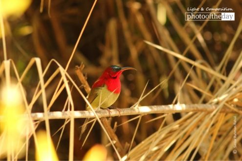 Crimson Sunbird, by Saniar Rahman Rahul - Wildlife Photography, Photo of the Day, Photography Award, Crimson Sunbird, Saniar Rahman Rahul
