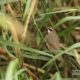 Siberian Rubythroat, by Saniar Rahman Rahul Siberian Rubythroat, by Saniar Rahman Rahul - Wildlife Photography, Photo of the Day, Photography Awards, Nature Photography, Light & Composition University