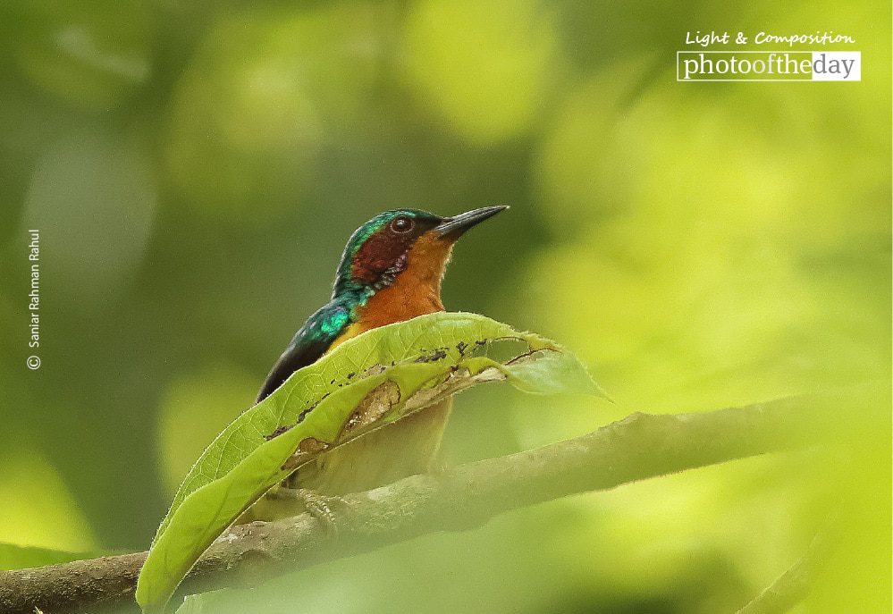 Looking towards the Light, by Saniar Rahman Rahul Looking towards the Light, by Saniar Rahman Rahul - Wildlife Photography, Nature Photography, Photo of the Day, Photography Awards, Online Photography Courses