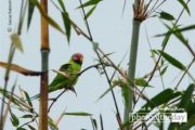 Wildlife Photography, Photo of the Day, Blossom-headed Parakeet, Photography Awards, Online Photography Courses – Blossom-headed Parakeet, by Saniar Rahman Rahul Blossom-headed Parakeet, by Saniar Rahman Rahul - Wildlife Photography, Photo of the Day, Blossom-headed Parakeet, Photography Awards, Online Photography Courses