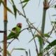 Blossom-headed Parakeet, by Saniar Rahman Rahul Blossom-headed Parakeet, by Saniar Rahman Rahul - Wildlife Photography, Photo of the Day, Blossom-headed Parakeet, Photography Awards, Online Photography Courses