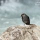 Female Plumbeous Water Redstart, by Saniar Rahman Rahul - Wildlife Photography, Photo of the Day, Bird Photography, Photography Awards, Light & Composition