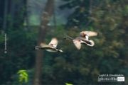 Gadwall in Pair, by Saniar Rahman Rahul - Wildlife Photography, Photography Award, Photo of the Day, Gadwall, Light & Composition