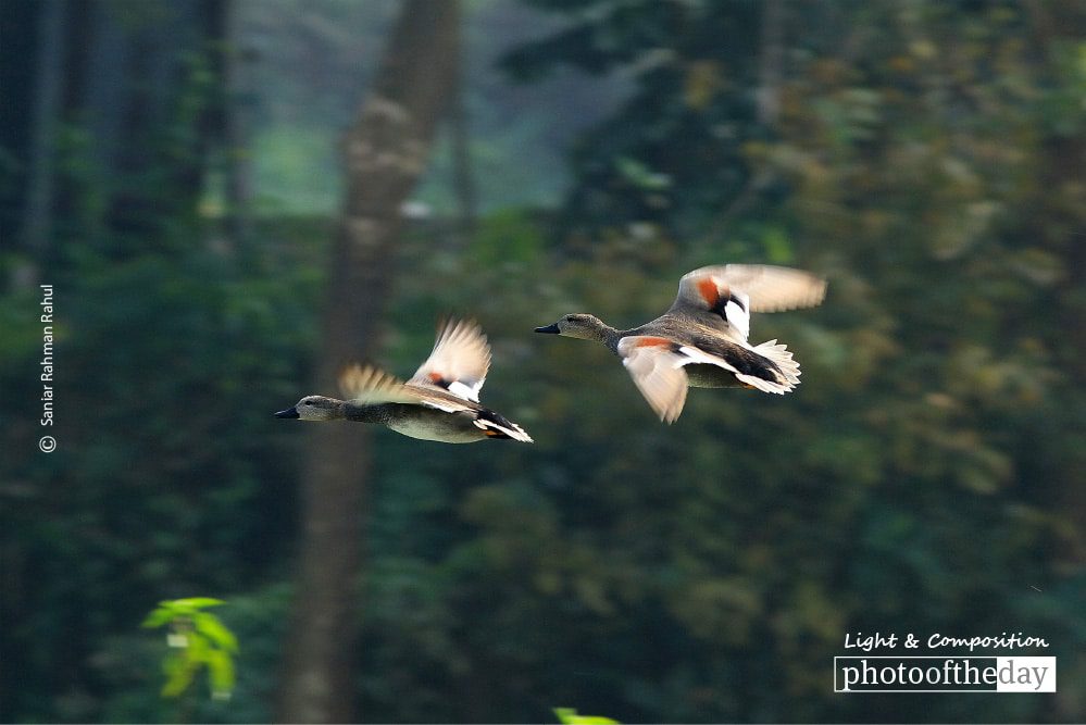 Gadwall in Pair, by Saniar Rahman Rahul - Wildlife Photography, Photography Award, Photo of the Day, Gadwall, Light & Composition
