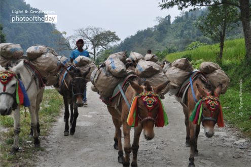 Down the Track by Ryszard Wierzbicki - Travel Photography, Award Winning Photography, Photo of the Day, Annapurna, Ryszard Wierzbicki