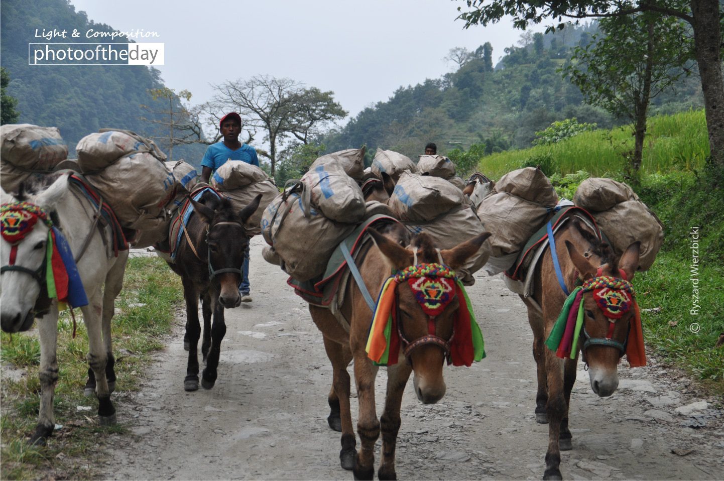 Down the Track by Ryszard Wierzbicki Down the Track by Ryszard Wierzbicki - Travel Photography, Award Winning Photography, Photo of the Day, Annapurna, Ryszard Wierzbicki