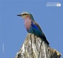 Lilac Breasted Roller, by Claudio Bacinello - Wildlife Photography, Nature Photography, Photo of the Day, Lilac-Breasted Roller, Claudio Bacinello