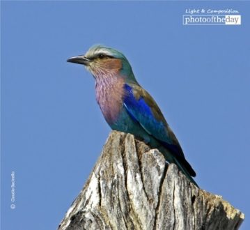 Lilac Breasted Roller, by Claudio Bacinello - Wildlife Photography, Nature Photography, Photo of the Day, Lilac-Breasted Roller, Claudio Bacinello