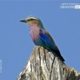 Lilac Breasted Roller, by Claudio Bacinello - Wildlife Photography, Nature Photography, Photo of the Day, Lilac-Breasted Roller, Claudio Bacinello