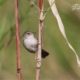 Graceful Prinia, by Saniar Rahman Rahul Graceful Prinia, by Saniar Rahman Rahul - Wildlife Photography, Nature Photography, Photo of the Day, Photography Awards, Saniar Rahman Rahul