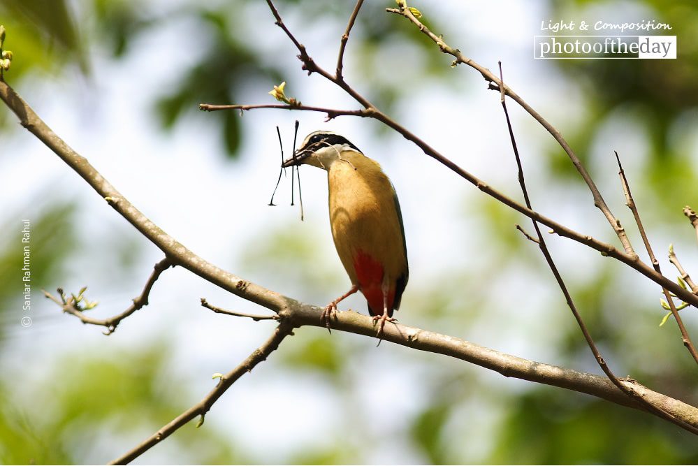 Pitta Brachyuran, by Saniar Rahman Rahul - Wildlife Photography, Photography Award, Photo of the Day, Pitta Brachyuran, Nature Photography