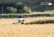 Wildlife Photography, Photo of the Day, Photography Award, Pied Harrier, Nature Photography – Pied Harrier, by Saniar Rahman Rahul Pied Harrier, by Saniar Rahman Rahul - Wildlife Photography, Photo of the Day, Photography Award, Pied Harrier, Nature Photography