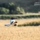 Pied Harrier, by Saniar Rahman Rahul - Wildlife Photography, Photo of the Day, Photography Award, Pied Harrier, Nature Photography