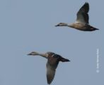 Spot-billed Ducks, by Saniar Rahman Rahul - Wildlife Photography, Photo of the Day, Nature Photography, Spot-billed Ducks, Photography Awards
